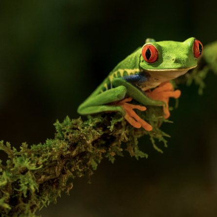 Rana de ojos rojos