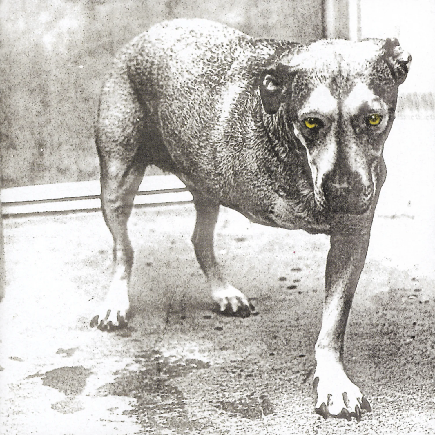 ALICE IN CHAINS/ALICE IN CHAINS COLORED PINK (VINYL)